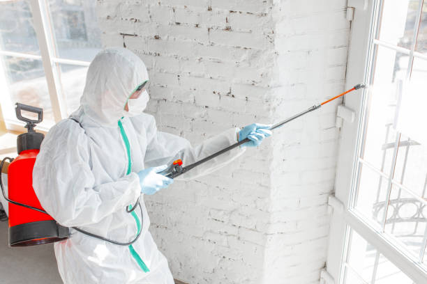 Why You Should Choose Our Mold Remediation Services in East Pasadena, CA