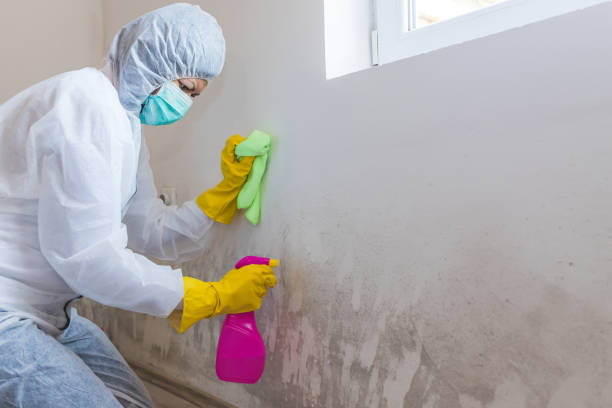 Best Mold Removal for HVAC Installations in East Pasadena, CA