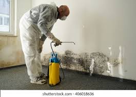 Best Basement Mold Removal in East Pasadena, CA